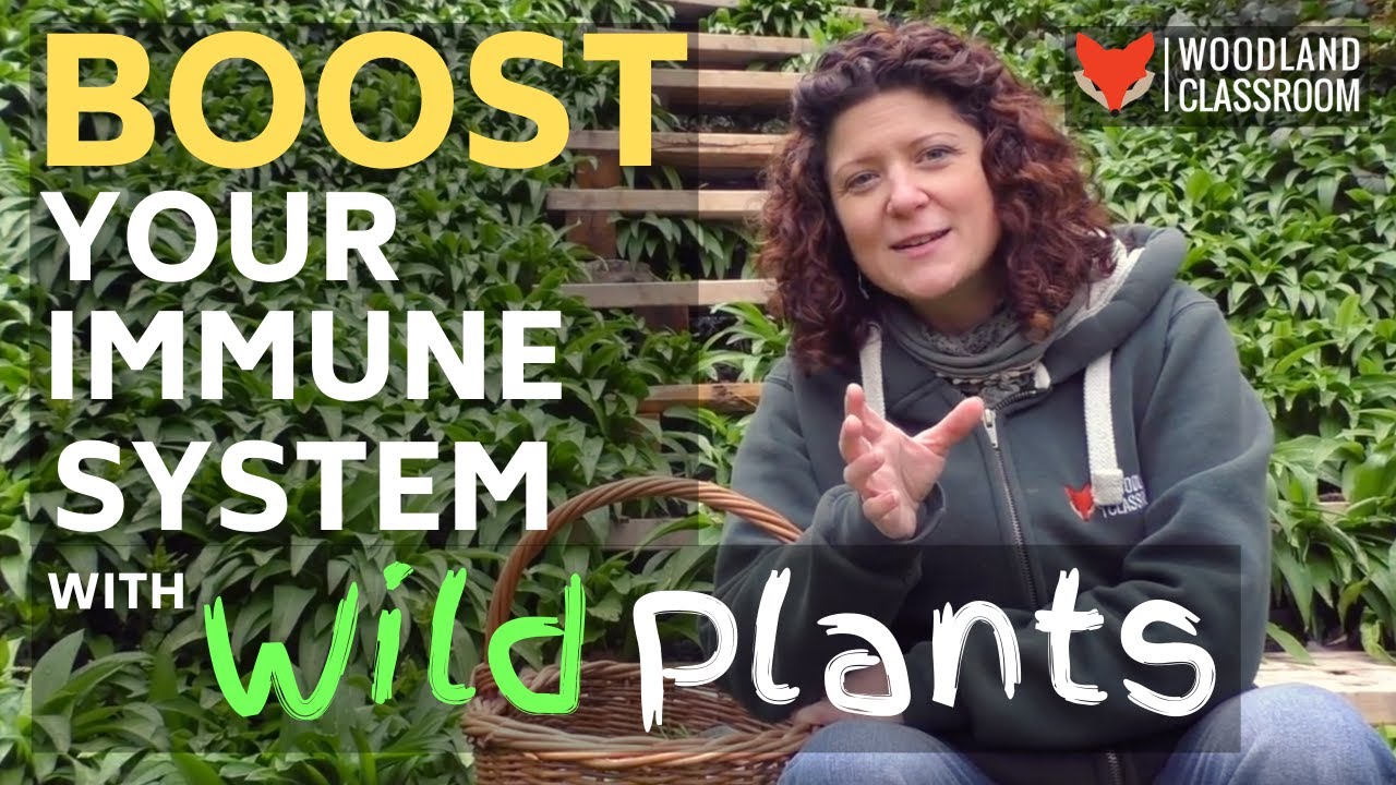 Boost Your Immune System with Wild Plants