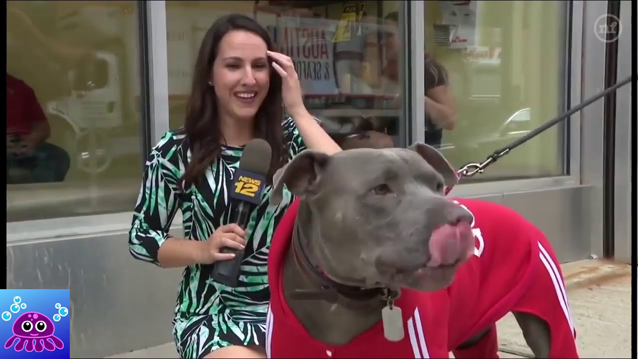TV REPORTER ANIMAL BLOOPER FAILS 2020