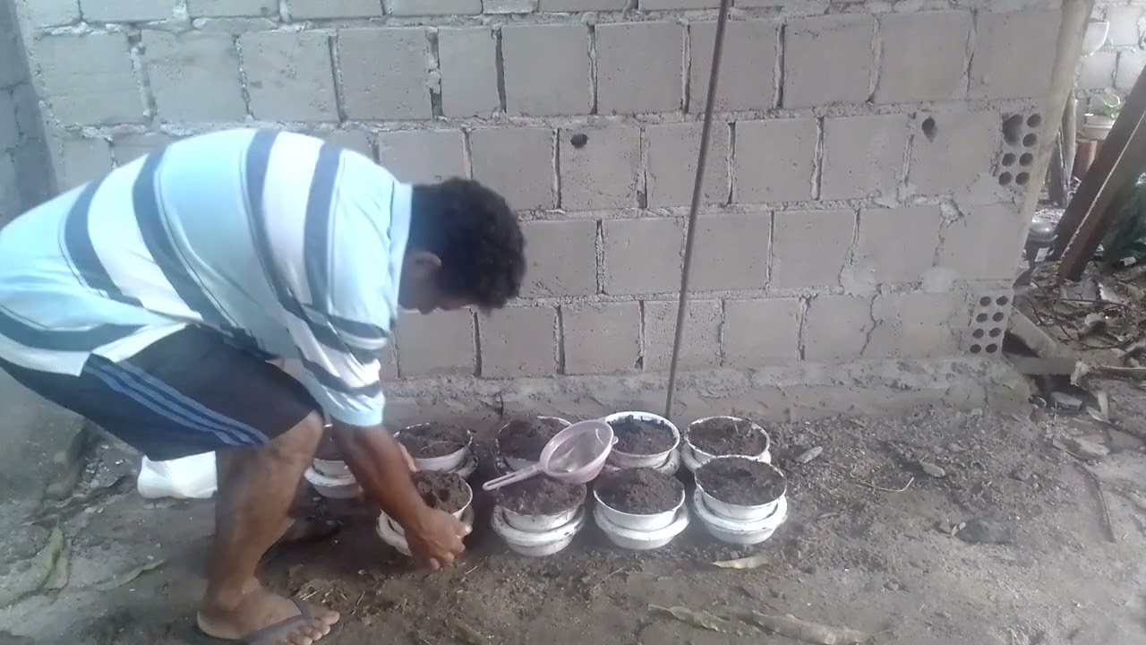 ideia para plantar semente sem precisar de regar ou aguar