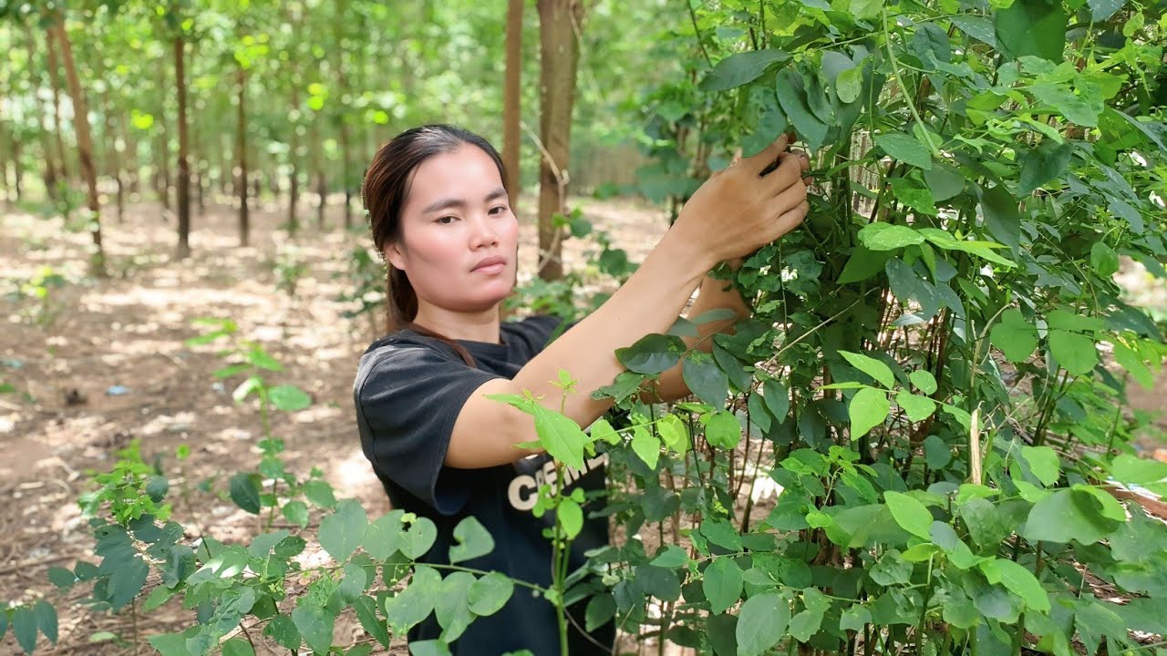 Natural, non-toxic vegetables that we can eat. Village Khmer 