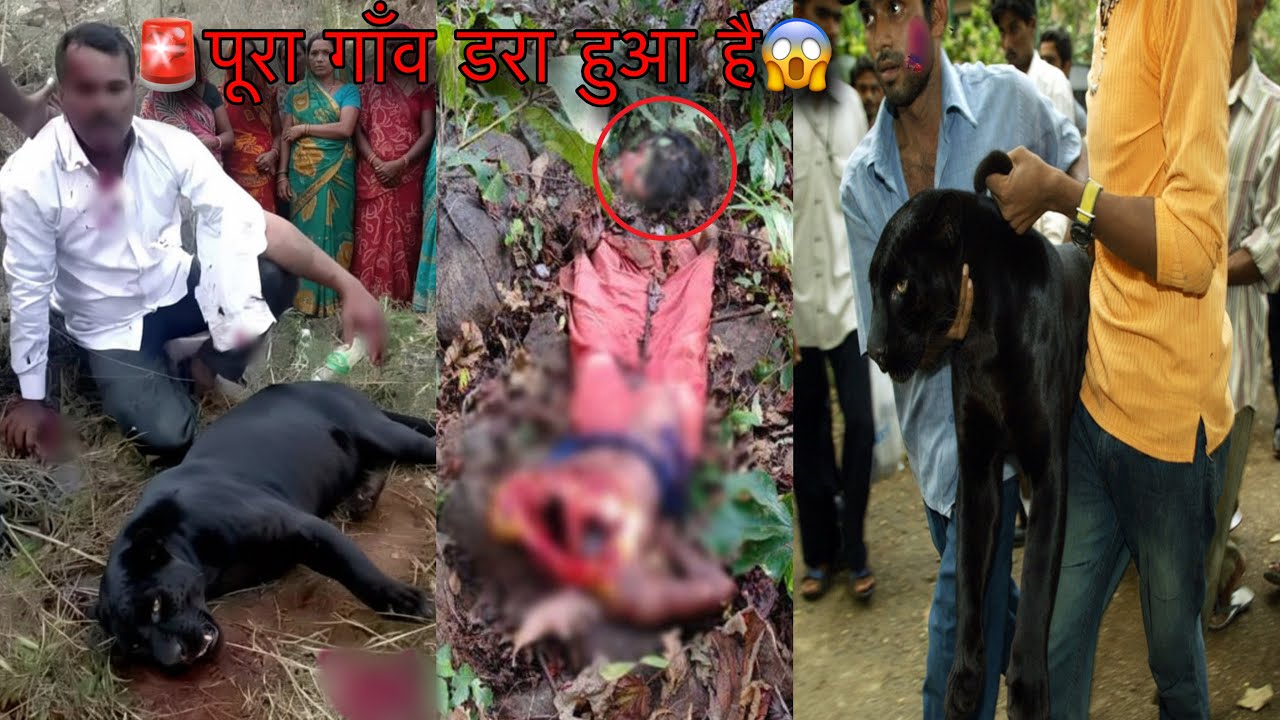चेतावनी 🚨Black Panther Attacks In Humans 😱Leopard Attack Pench Tiger Reserve Jungle Safari Vlog wild