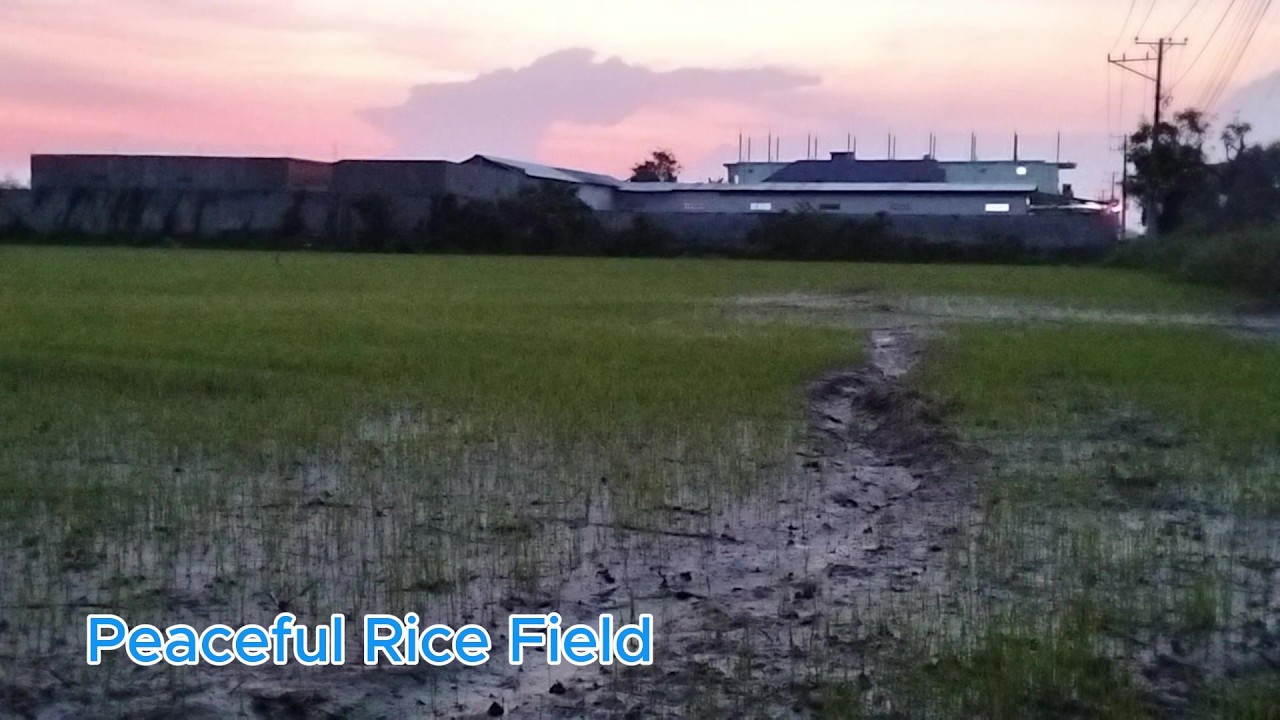 👉 “Peaceful Young Rice Field Near Tepy Lucksmey Café