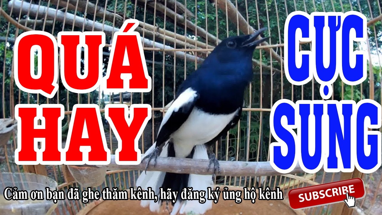 Chòe than mộc hót giọng rừng - Chòe than hót cực sung - Luyện giọng chòe than hót hay mỗi ngày