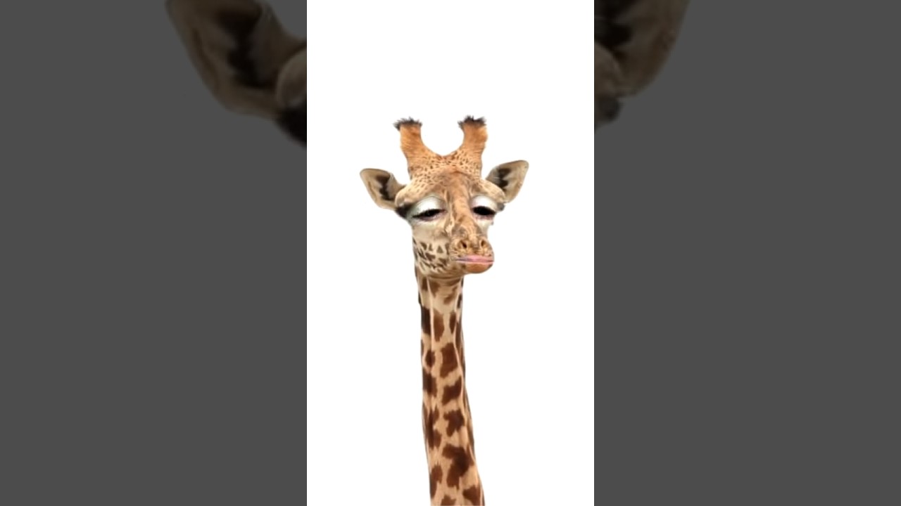 Die guten morgen giraffe