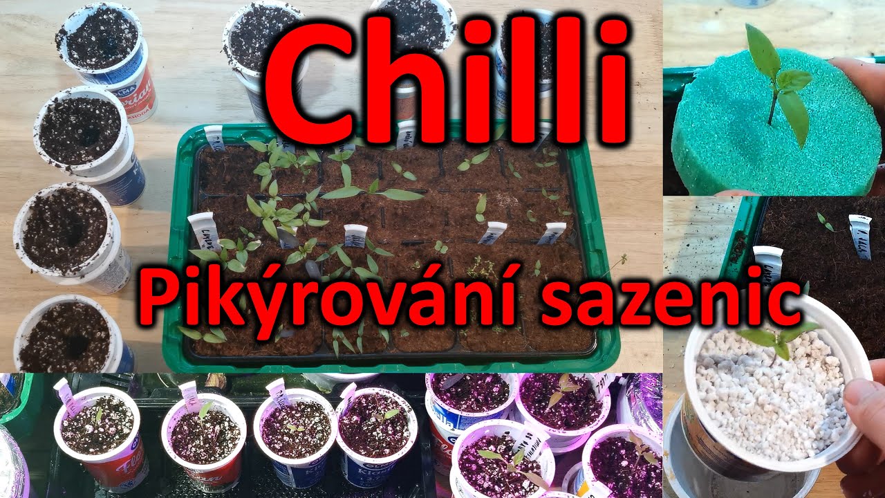 Pikýrování - přepichování sazenic chilli papriky