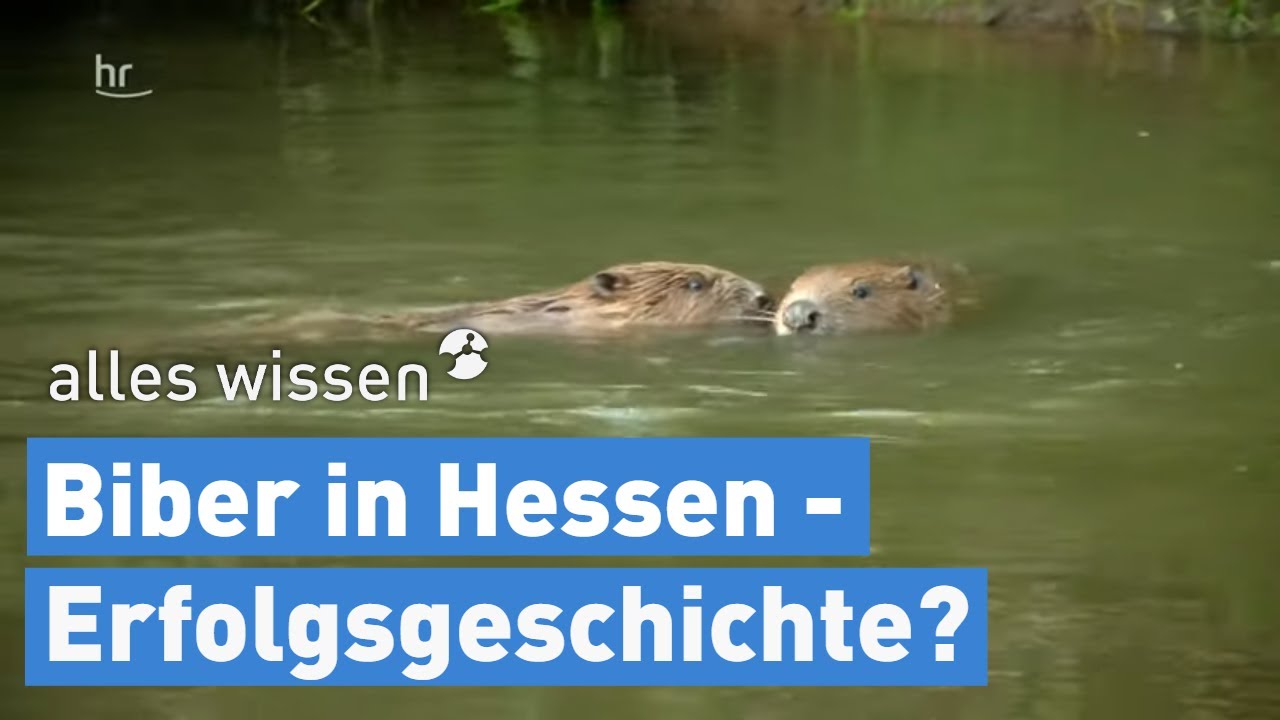 Biber in Hessen – Erfolgsgeschichte oder Problemtier? | alles wissen