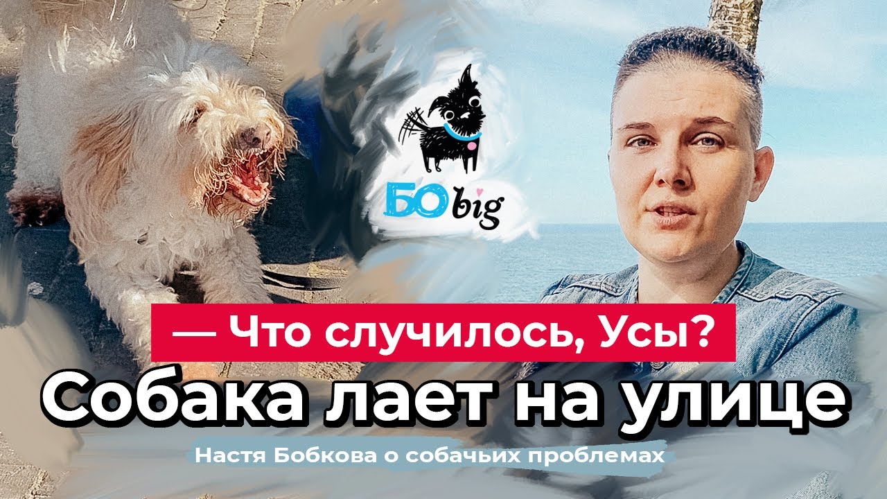 Что случилось, усы? Как научить собаку не лаять на людей.
