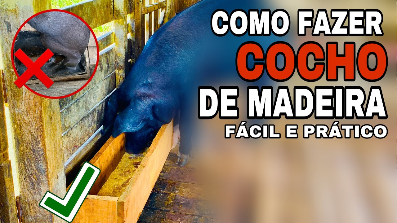 Porco acabou com o cocho de tambor Veja | morado na roça