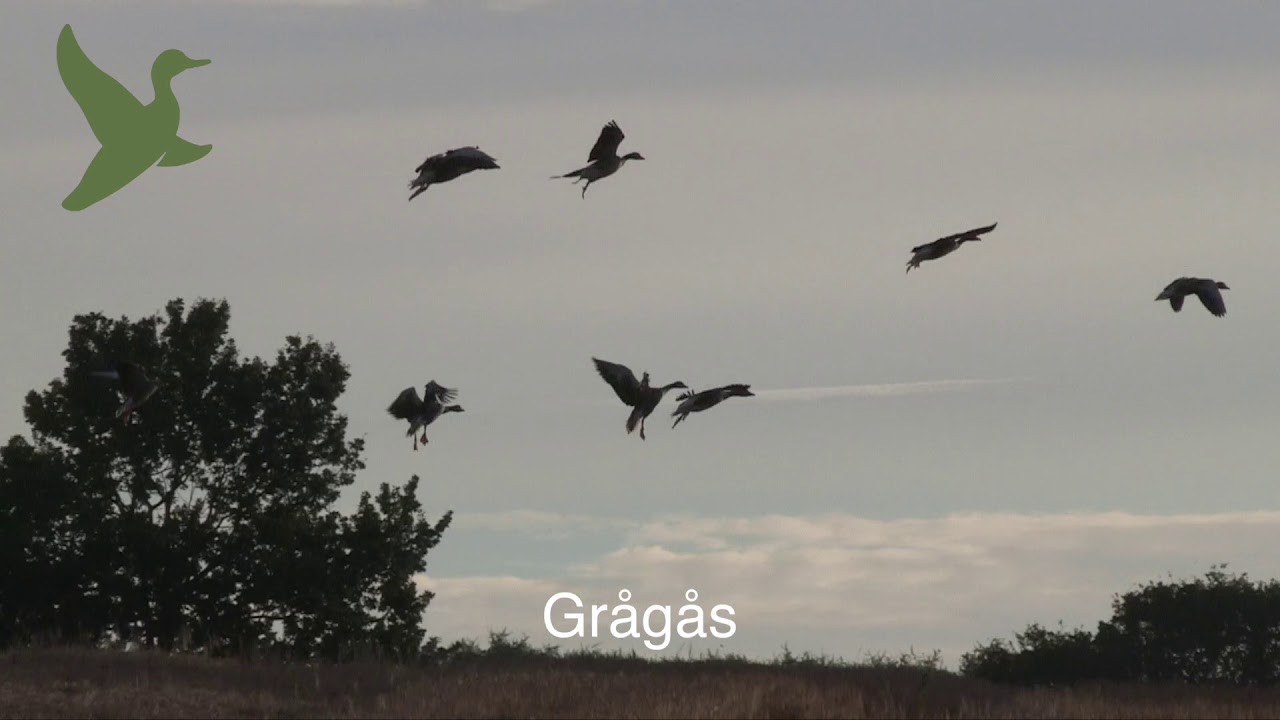 Gr&aring;g&aring;s