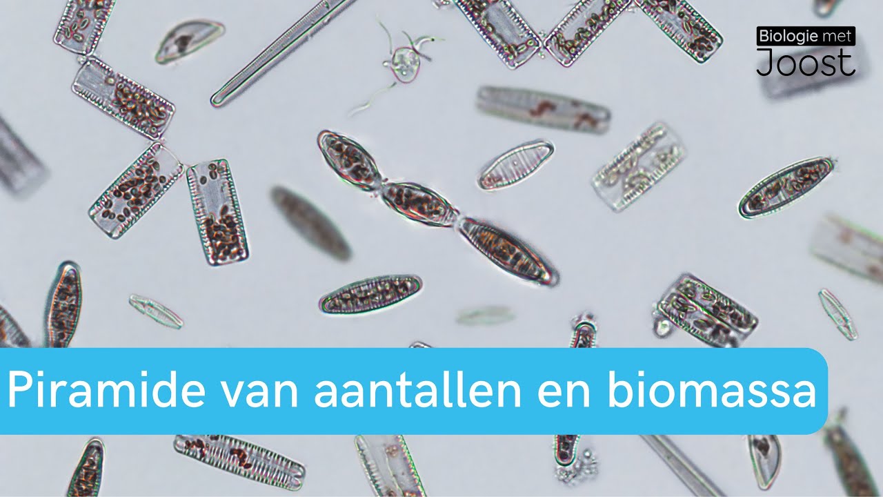 Ecologie | De piramide van aantallen en biomassa | Samenvatting