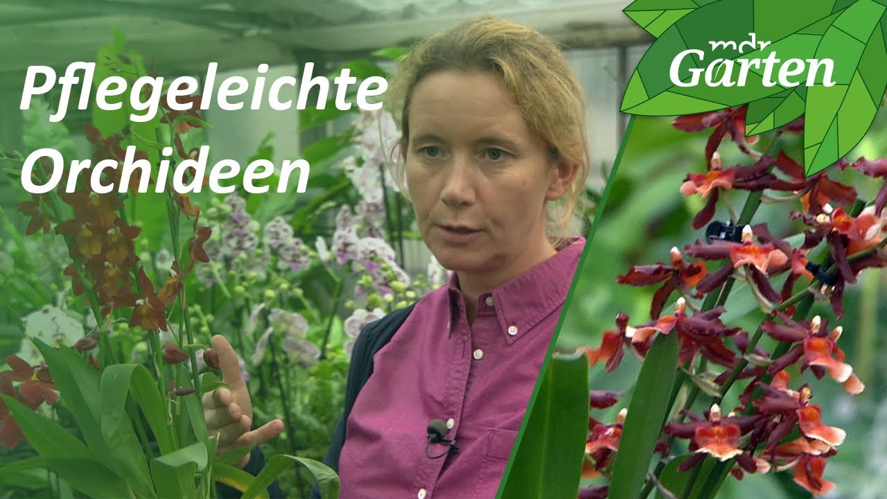Diese Orchideen brauchen wenig Pflege | MDR Garten