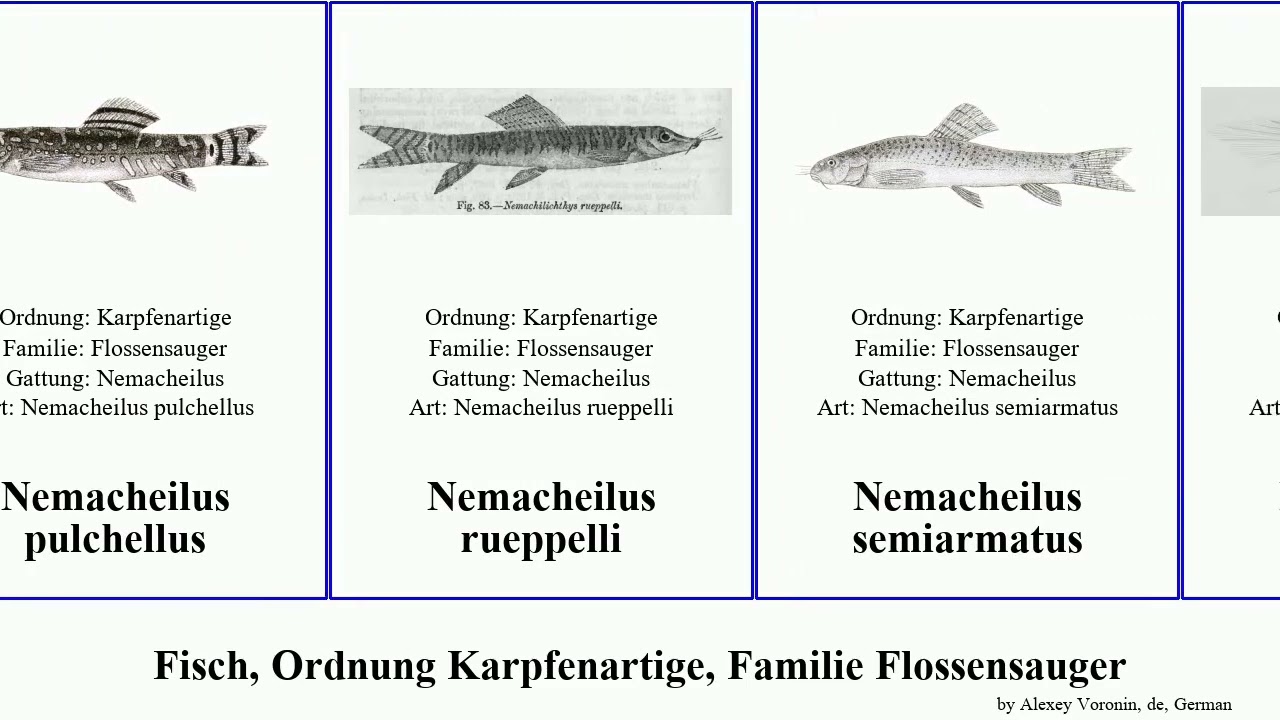 Fisch, Ordnung Karpfenartige, Familie Flossensauger nemacheilus fish loach brucei leonardi One