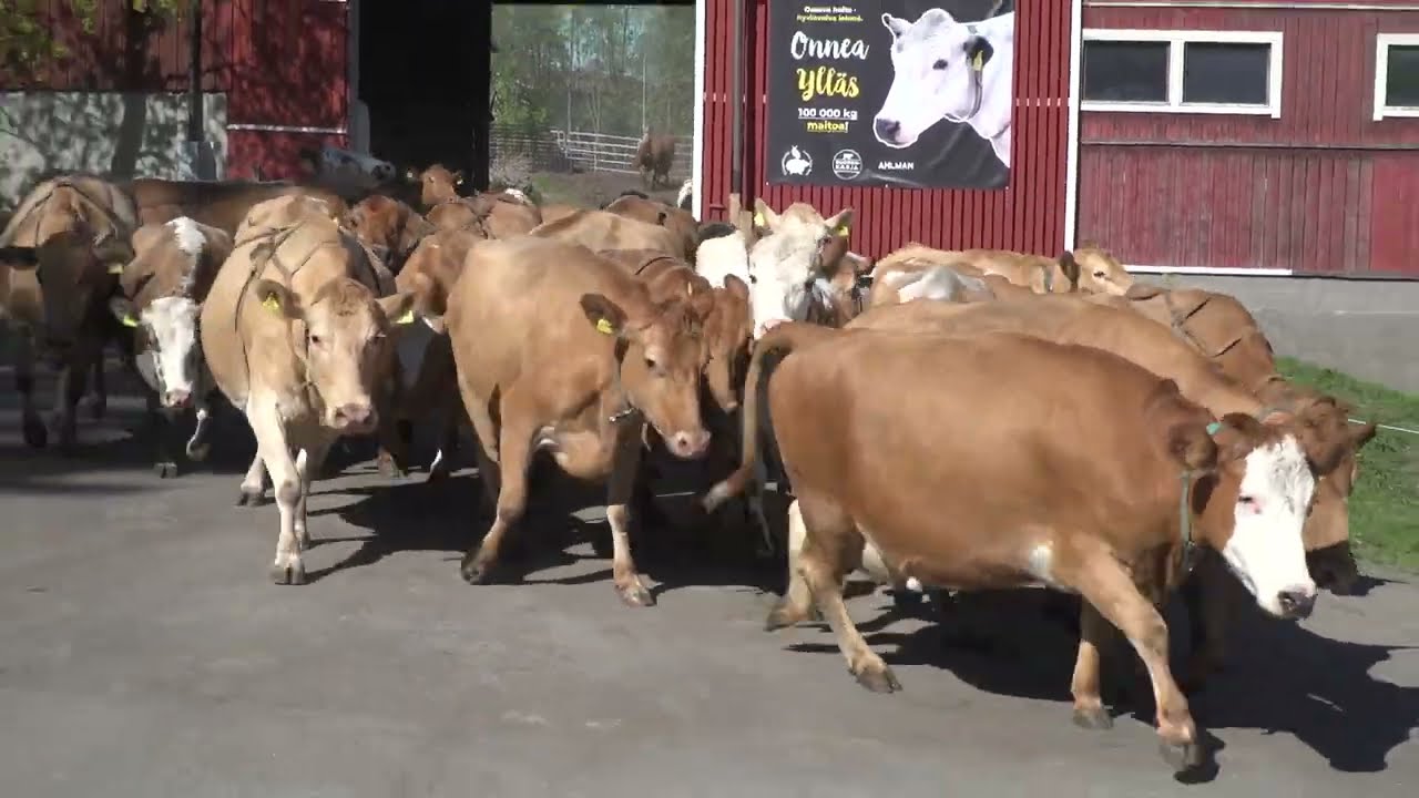 Lehm&auml;t p&auml;&auml;sev&auml;t kes&auml;laitumelle - Ahlman, Tampere | Cows get to the pasture after winter inside