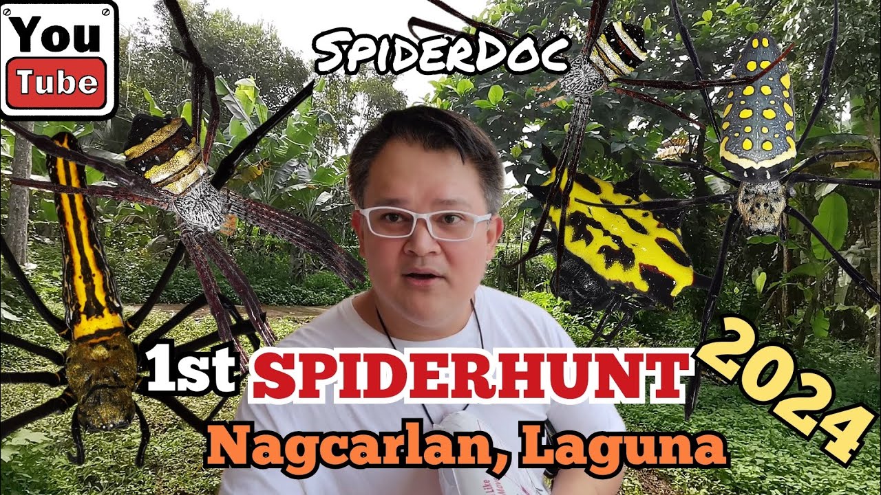 1st SPIDER HUNT of 2024. Gagambang EKIS, KURYENTE at KITE Spider Hunting Spot sa Nagcarlan Laguna!