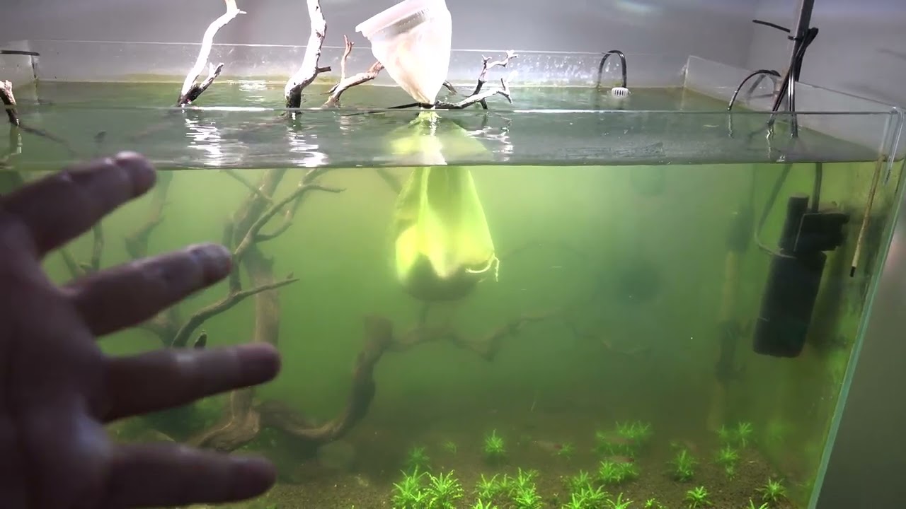 Low tech planted Tank (No filter, no co2) - High Phosphate?! (Check your water source)