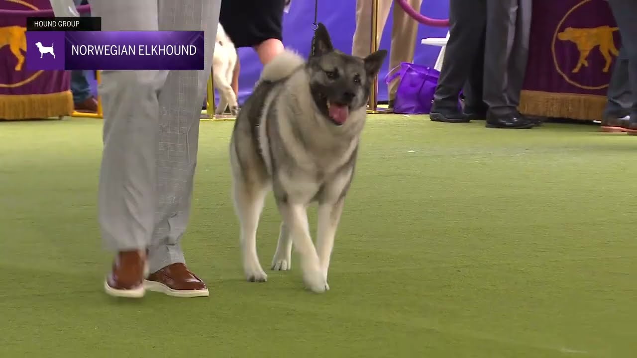 Norwegian Elkhounds | Breed Judging 2024