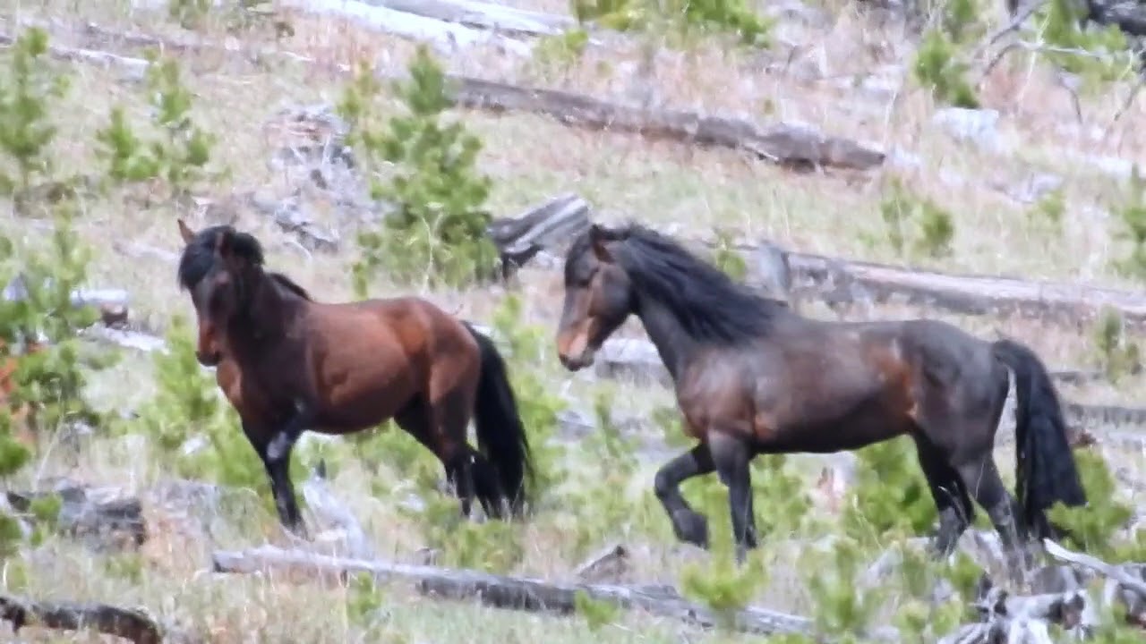 Free Roaming Wild Alberta Horses