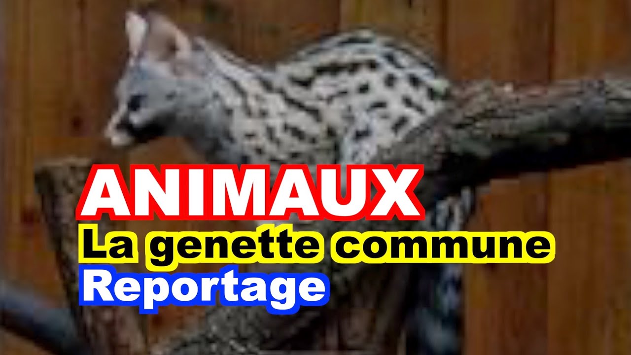ANIMAUX : La genette commune (Genetta genetta)