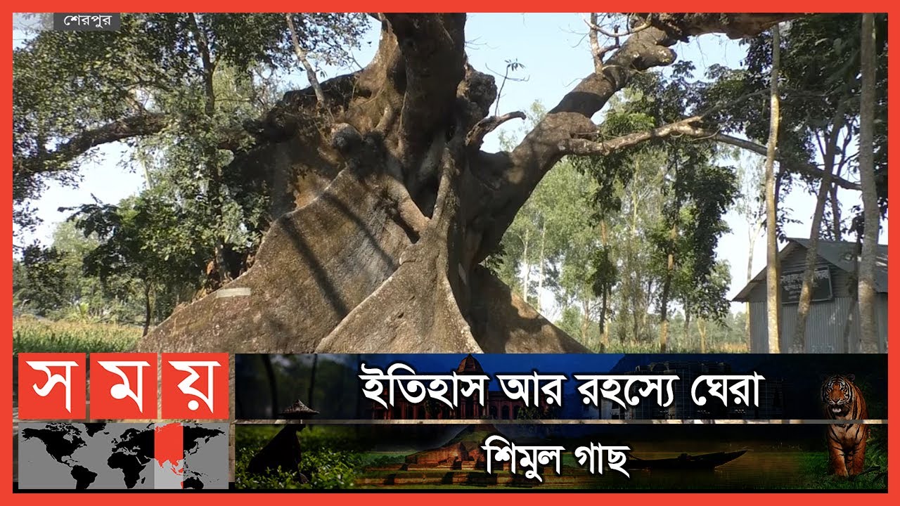 বয়স ৫০০ বছর নাকি হাজার? | Sherpur Tree |  sherpur News | Somoy TV