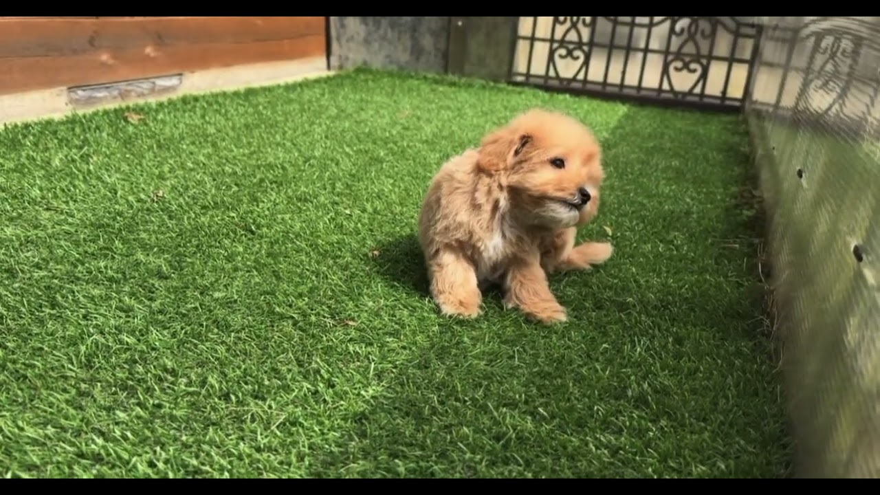 🐶