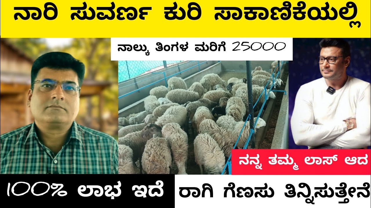 ನಾರಿ ಸುವರ್ಣ ಕುರಿ ಸಾಕಾಣಿಕೆ | NARI SUVARNA SHEEP FARMING IN KANNADA |