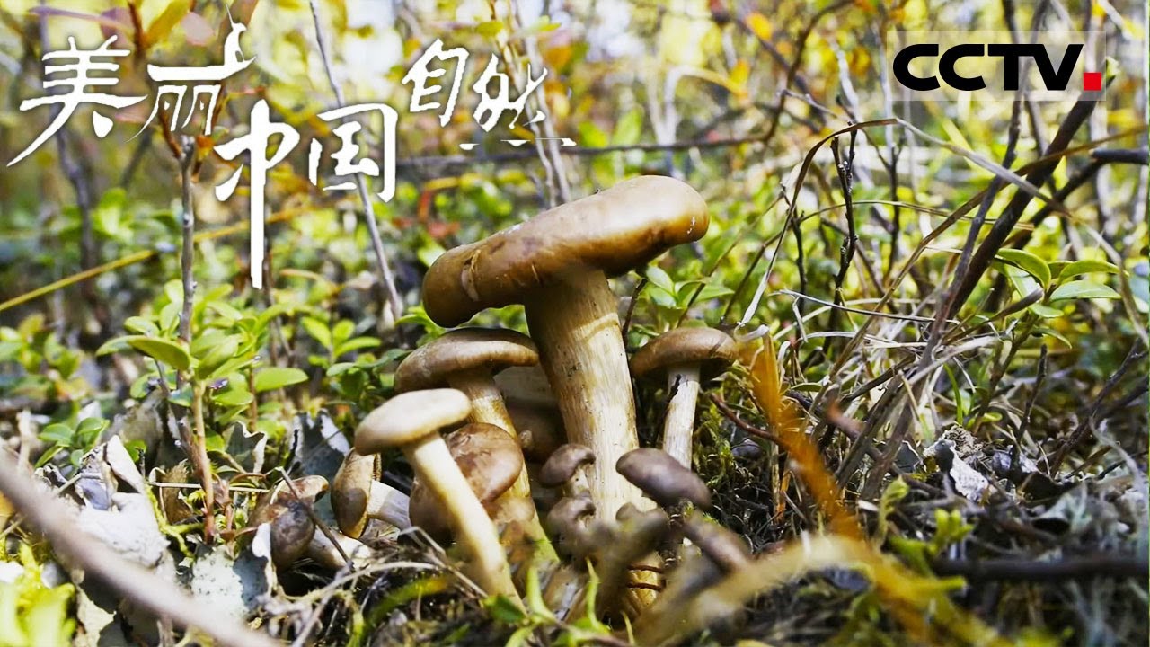 《美丽中国自然》大兴安岭的蘑菇童话：雨后森林的奇幻色彩与姜昕的童年梦境 呼伦贝尔系列【CCTV纪录】