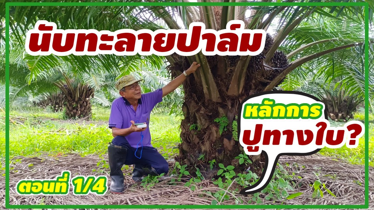 🌿[ตัดแต่งทางใบปาล์มน้ำมัน] ตอนที่1 คุยกับตาชวนเรื่องทะลายปาล์ม,ตัดแต่งทางใบ,ปูทางใบที่ไม่เหมือนใคร!!