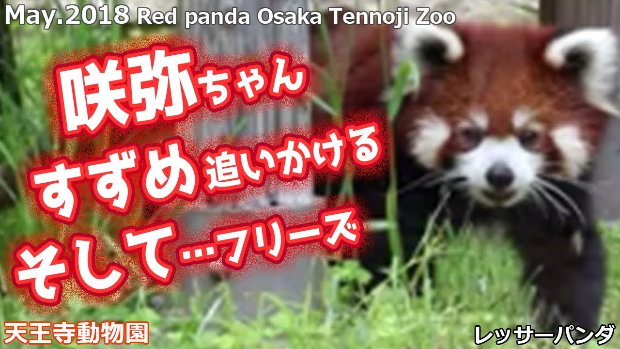 咲弥ちゃん すずめ追いかける そして…フリーズ 天王寺動物園(レッサーパンダ)Red panda Osaka Tennoji Zoo