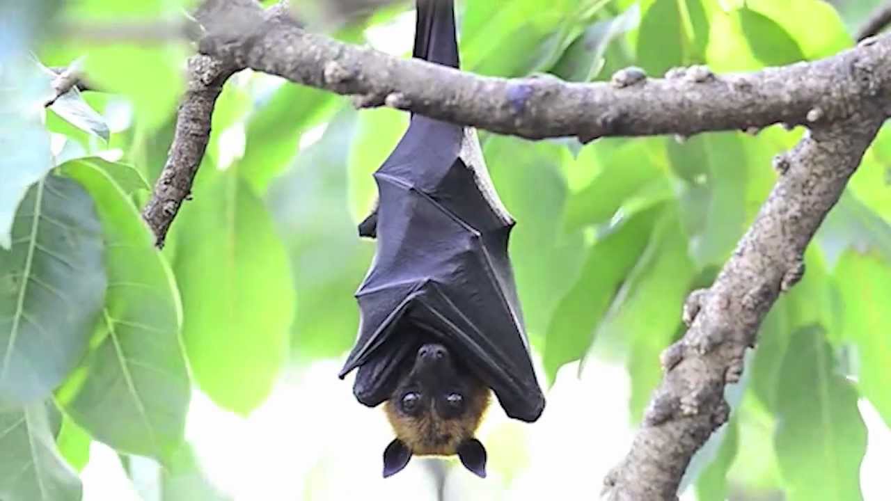 True Facts About The Fruit Bat