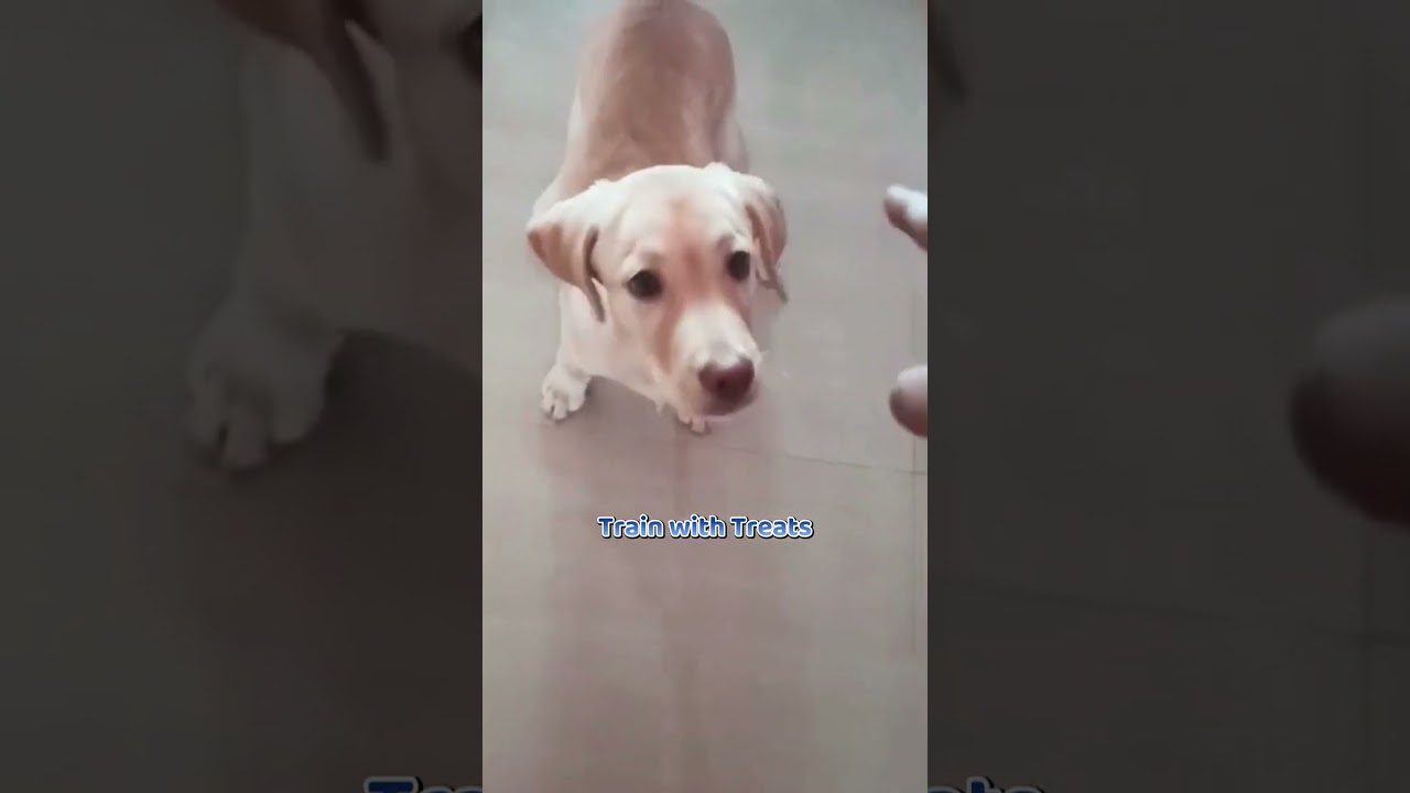 The Ultimate Guide To Raising A Labrador Puppy 