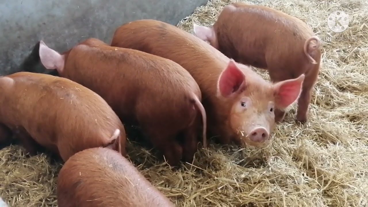 WIMPOLE HALL FARM VISIT.