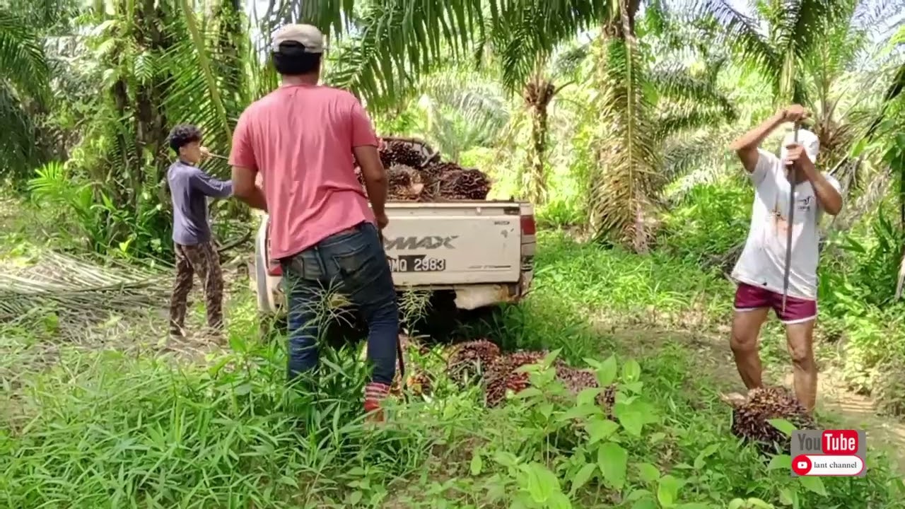 Ngambik sawit maia cuti..Bc nyamai WAI??
