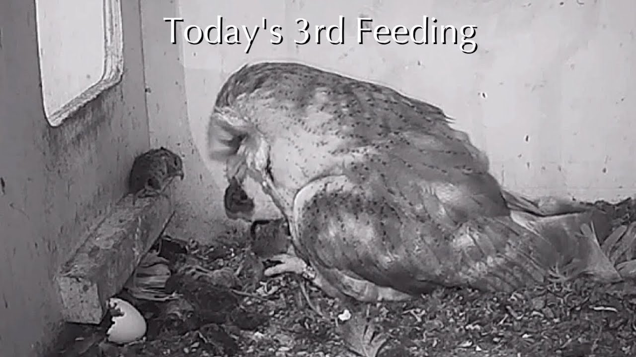 #9【Today's 3rd Feeding】🐥Day 1／Holten-NL Barn Owl Nest 2026／♀Hiltsje💗♂Elber／by Flying2cloud