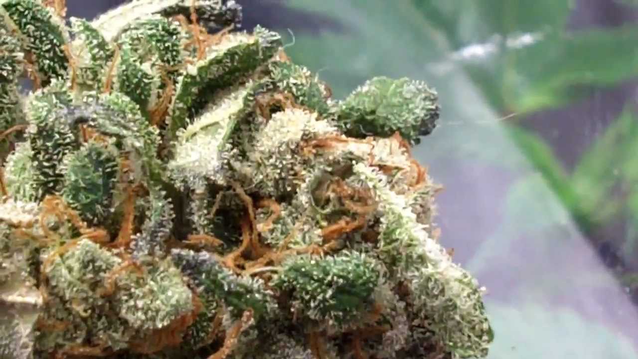 NYCD Harvest Results