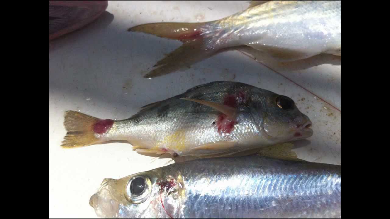 Report to Scientific Panel - Fish Health - Gladstone Harbour - November 2011