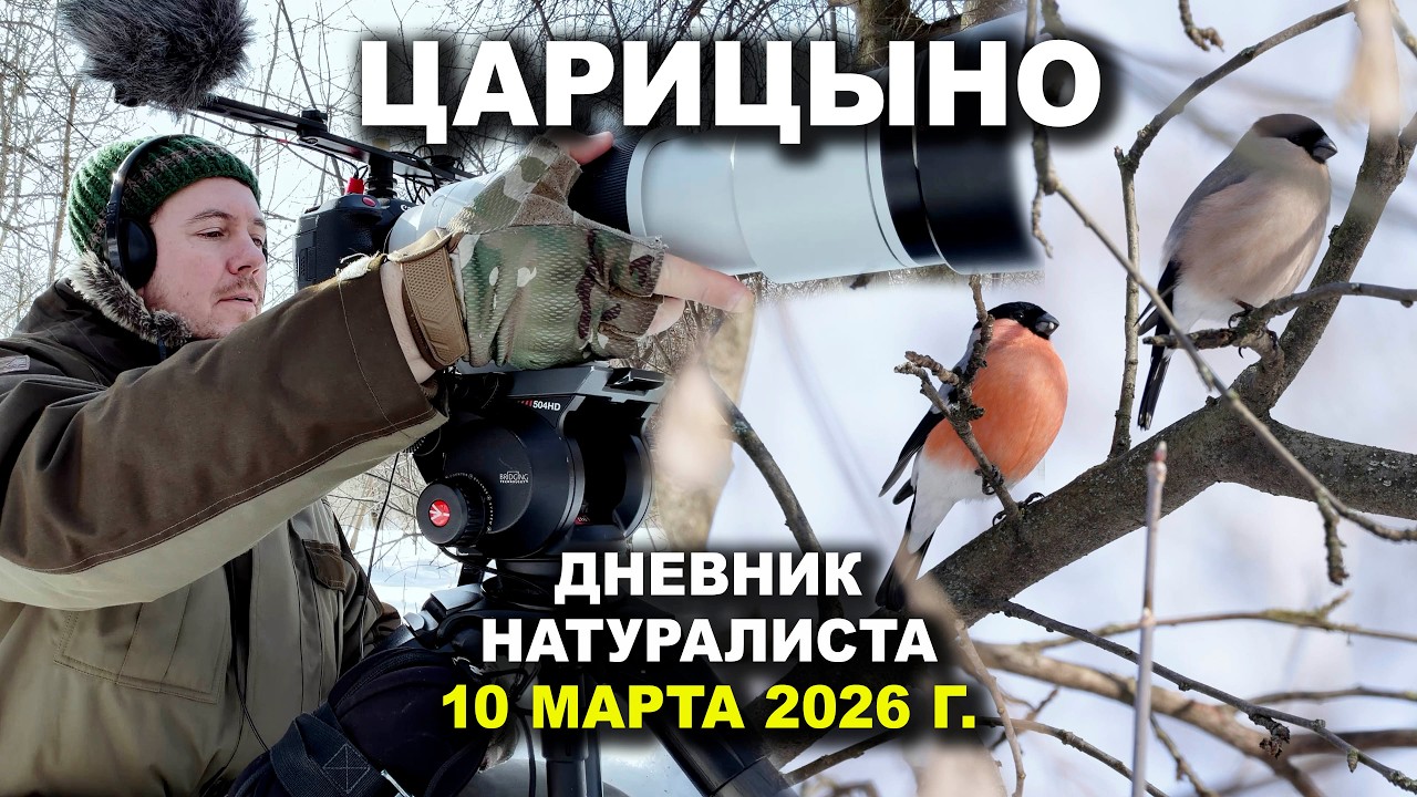 Царицыно. Москва. 10 марта 2026 г. Дневник натуралиста