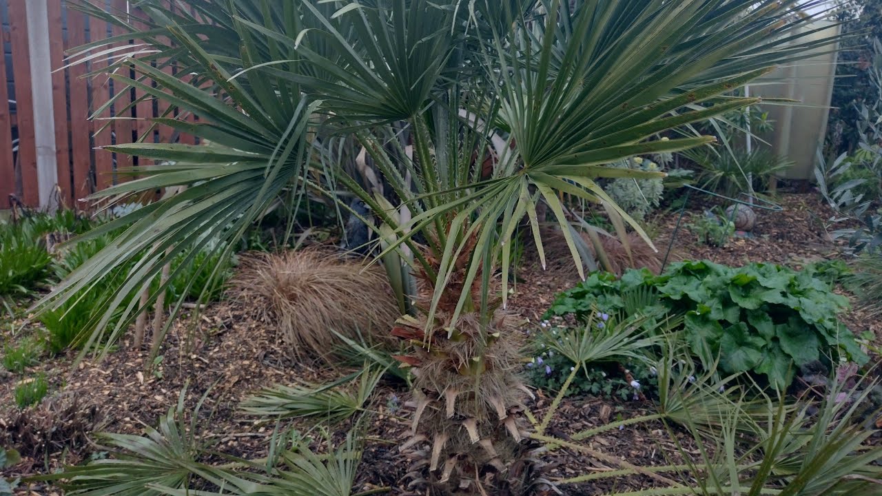 How to prune a Chamaerops humilis