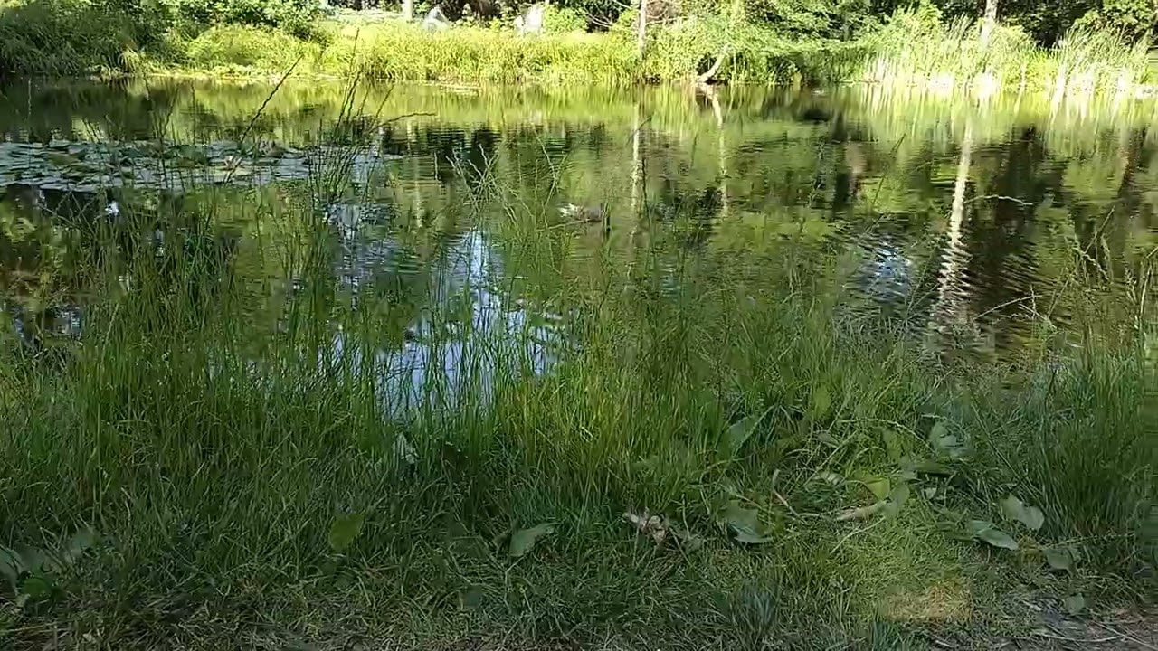Park Dittricha w Żyrardowie - dzikie kaczki - czerwiec 2025