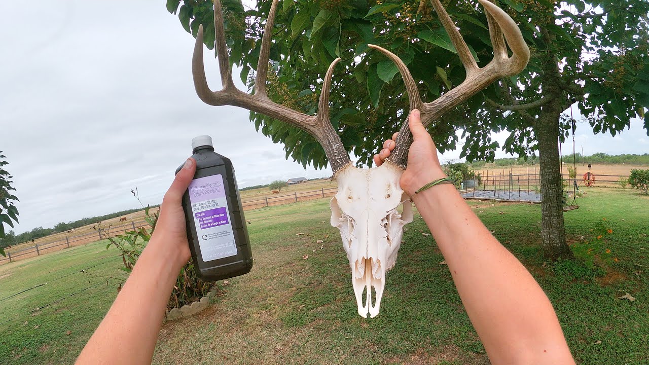 How to Euro mount a whitetail :Peroxide