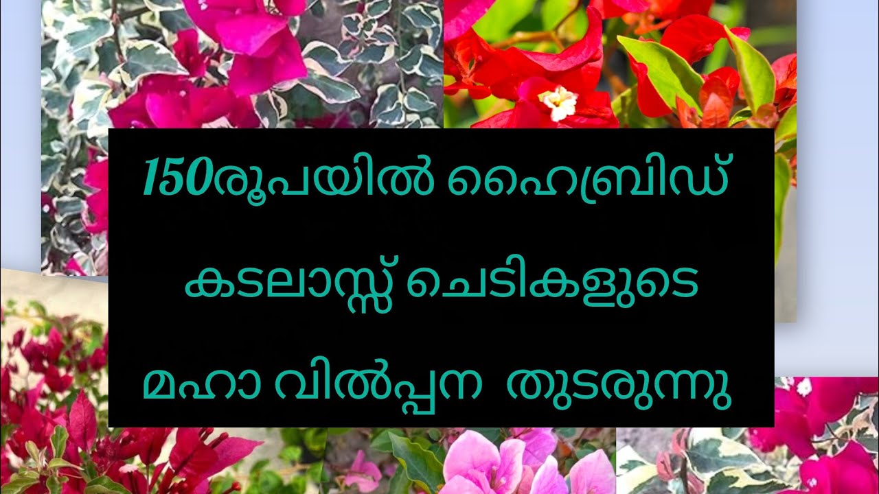 Bougainvillea nearest blooming stage just 150₹.8606386934
