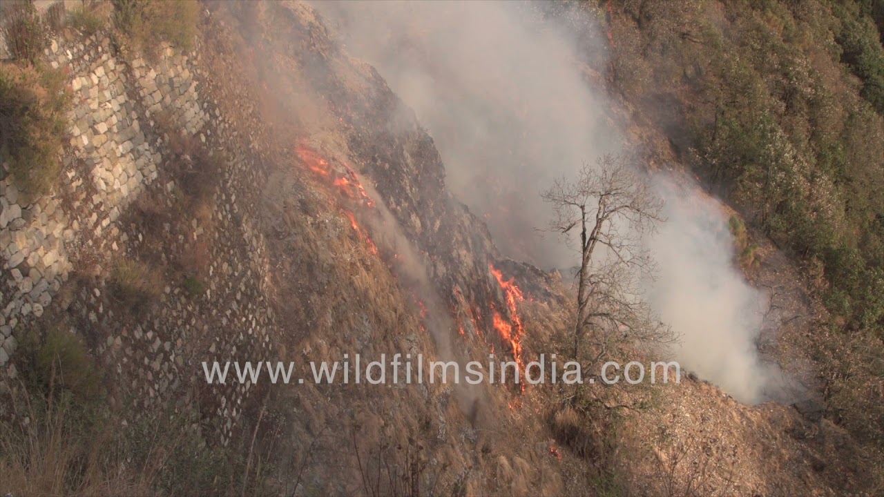 Forest fire in the western Himalaya: The reality of climate change, dry summers and changing weather