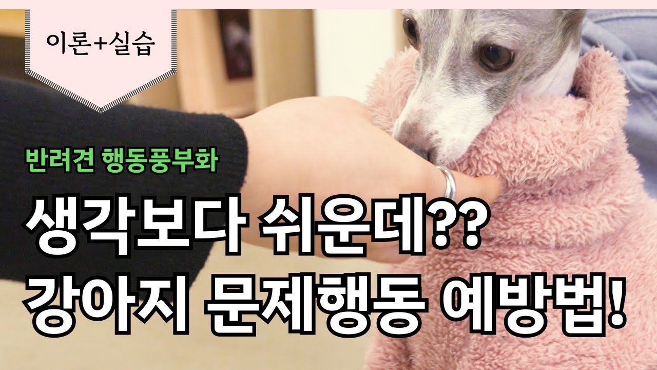 생각보다 쉬운데? 반려견 문제 행동 예방법! 반려견의 행동 풍부화