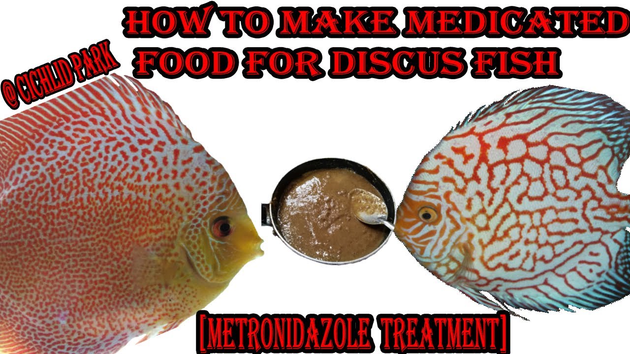 HOW TO MAKE MEDICATED FOOD FOR DISCUS FISH (METRONIDAZOLE TREATMENT)