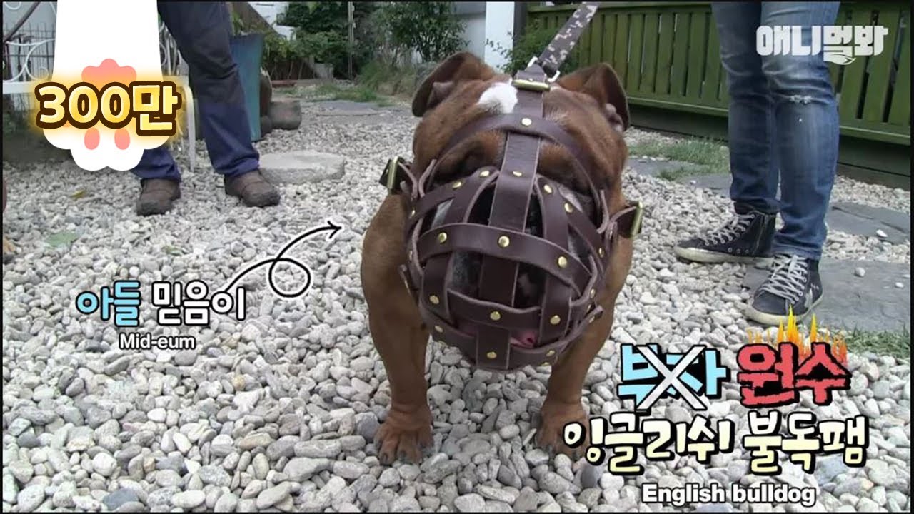 개어색한 불독 아빠와 아들, 급기야 개싸움! (이게 안사납다고?)