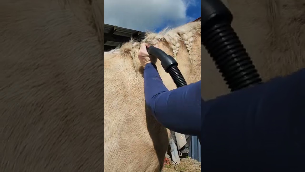 Vacuuming my horses with a shop vacuum- short version