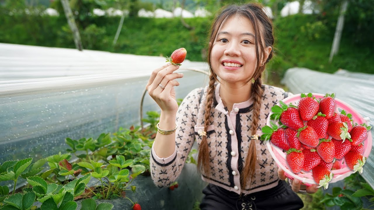 PERGI KE KEBUN STRAWBERRY!! KITA PETIK STRAWBERRY SEPUASNYA!!