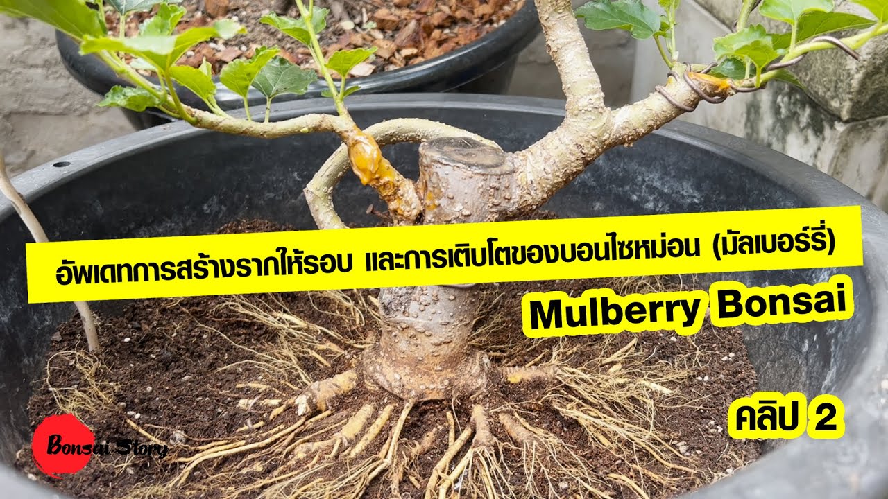 อัพเดทการสร้างรากให้รอบ และการเติบโตของบอนไซหม่อน (มัลเบอร์รี่) How to make mulberry bonsai | คลิป 2