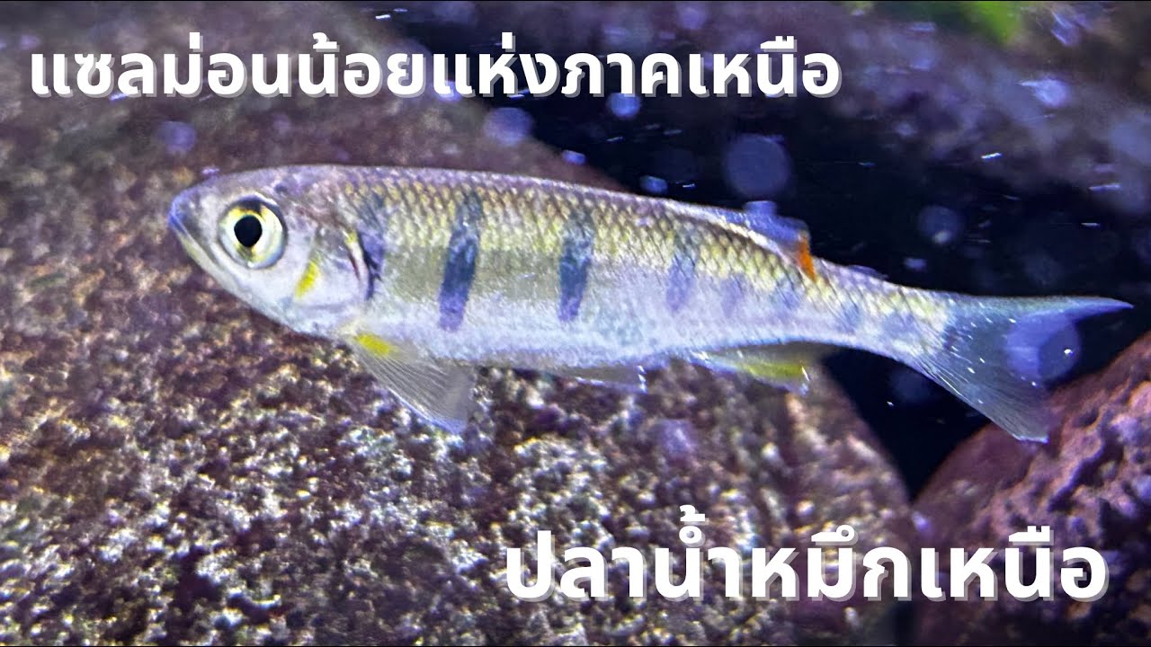แซลมอนน้อยแห่งภาคเหนือ! ปลาน้ำหมึกเหนือ #ปลาสวยงาม #ปลาไทย #ปลาลำธาร