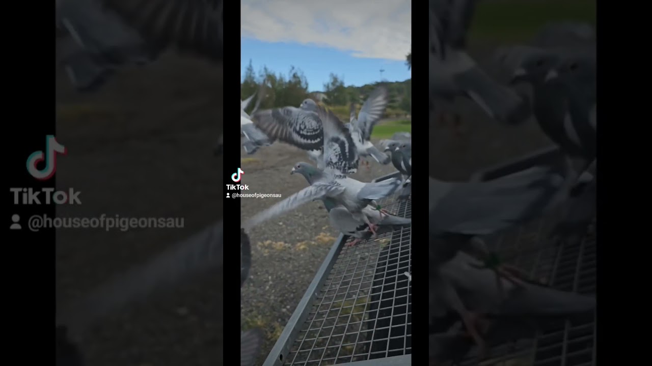 racing pigeon toss. #kabootar #breedingpigeons #colombofilia #duiven #brieftauben #racingpigeon