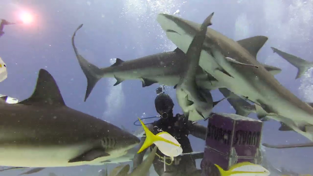 Shark Dive Atlantis Bahamas